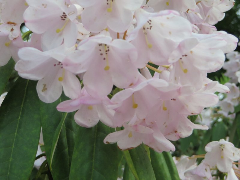 Rhododendron kalmia (2)